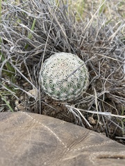 Echinomastus erectocentrus