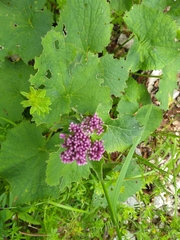 Adenostyles alliariae