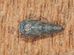 Paraphlepsius tennessus