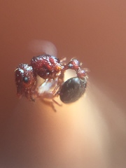 Tetramorium lanuginosum