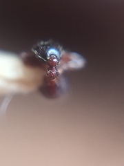 Tetramorium lanuginosum