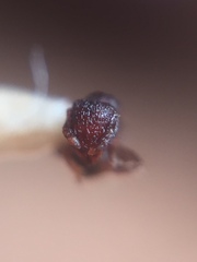 Tetramorium lanuginosum