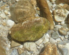 Gongrosira incrustans