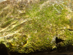 Gongrosira incrustans