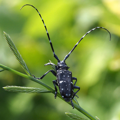 Anoplophora chinensis