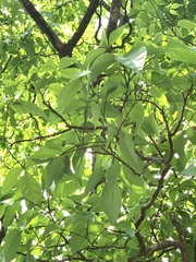 Crateva adansonii formosensis