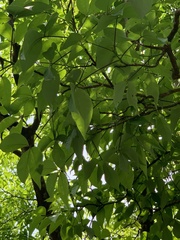 Crateva adansonii formosensis