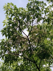 Crateva adansonii formosensis