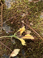 Crateva adansonii formosensis