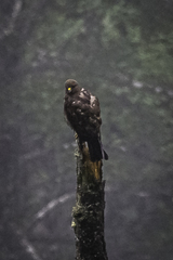 Buteo refectus