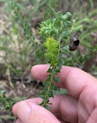 Acacia hubbardiana