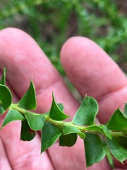 Acacia hubbardiana