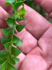 Acacia hubbardiana
