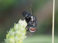 Tachinidae