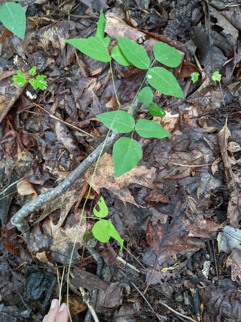 American hog-peanut from Nellysford, VA 22958, USA on June 27, 2022 at ...