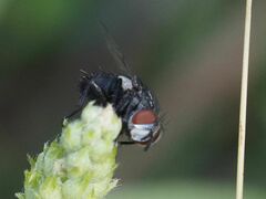 Tachinidae