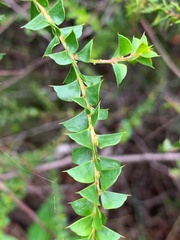 Acacia hubbardiana