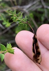 Acacia hubbardiana