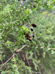 Acacia hubbardiana