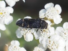 Acmaeoderella flavofasciata