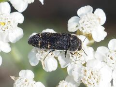 Acmaeoderella flavofasciata