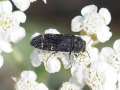 Acmaeoderella flavofasciata
