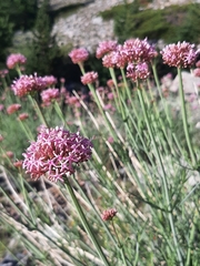 Centranthus angustifolius