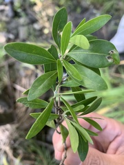 Psychotria daphnoides