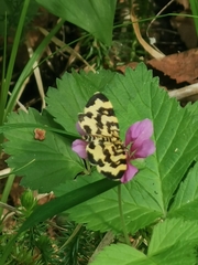 Polythrena coloraria