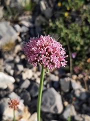 Centranthus angustifolius