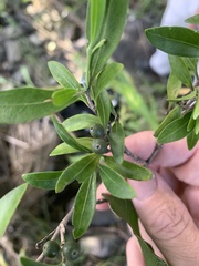 Psychotria daphnoides