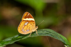 Xanthotaenia busiris