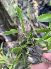 Psychotria daphnoides