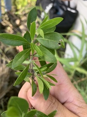 Psychotria daphnoides