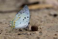 Polyura delphis