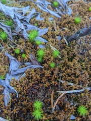 Sphagnum pylaesii