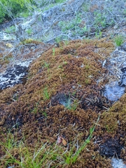 Sphagnum pylaesii