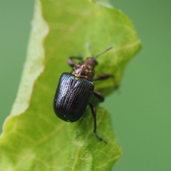 Euops splendidus