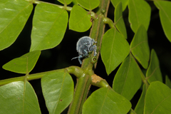 Trichochrysea hirta