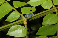 Trichochrysea hirta