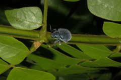 Trichochrysea hirta