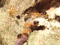Monomorium intrudens