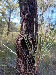 Allocasuarina inophloia