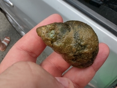 Heterogen japonica
