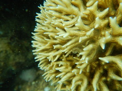 Seriatopora hystrix