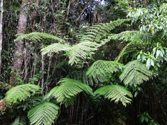 Cyathea rebeccae