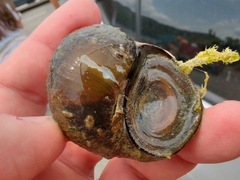 Heterogen japonica