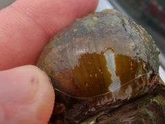Heterogen japonica