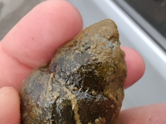 Heterogen japonica