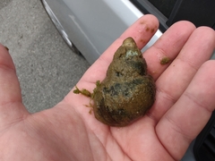 Heterogen japonica